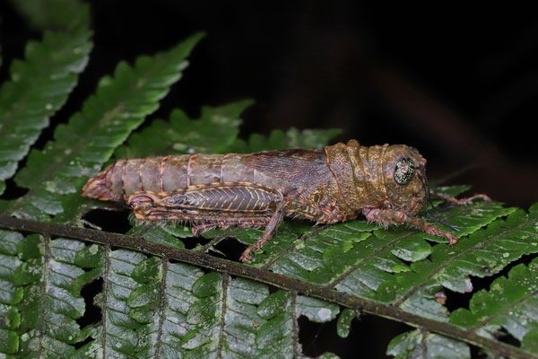 Sausage Grasshopper (Mezentia gibbera)