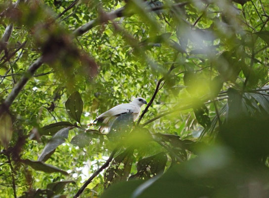 White Hawk (Pseudastur albicollis)