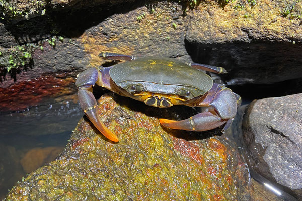 Freshwater Crab (Potamonautes spec.)