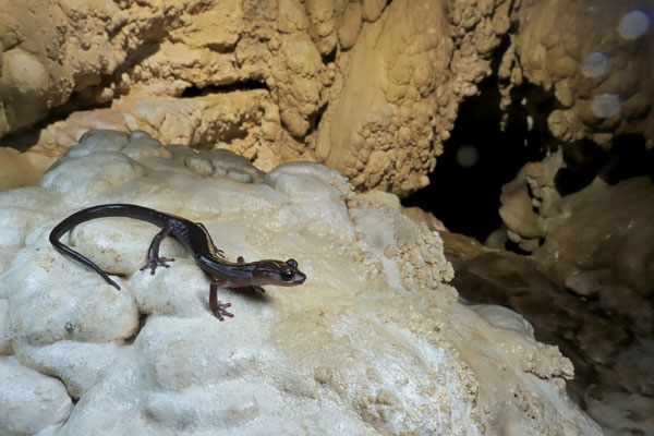 Jaguar Salamander (Pseudoeurycea jaguar) in its cave habitat.