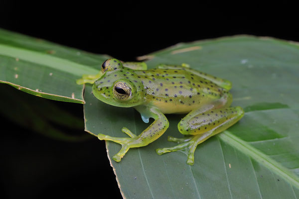 Emerald Glass Frog (Espadarana prosoblepon) 