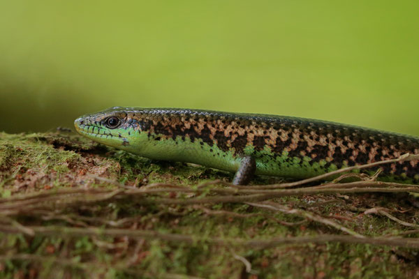 Rainforest Celestus (Siderolampus hylaius)