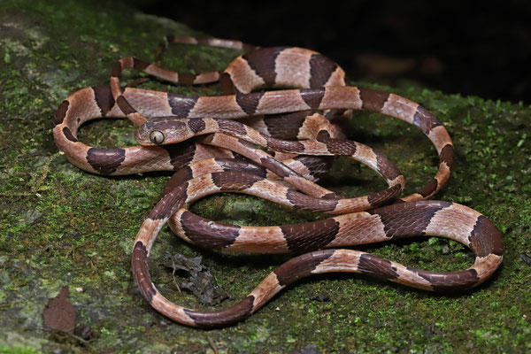Common Blunt-headed Tree Snake (Imantodes cenchoa) 