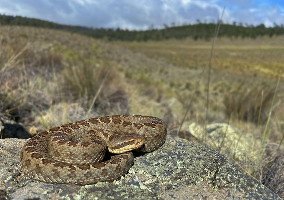 Dusky Rattlesnake (Crotalus triseriatus) 