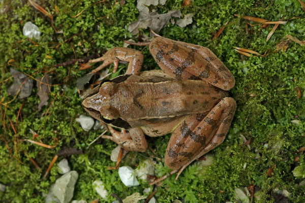 Agile Frog (Rana dalmatina)