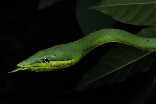 Green Vine Snake (Oxybelis fulgidus)