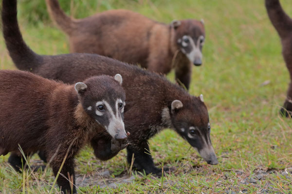 White-nosed Coatis (Nasua narica)