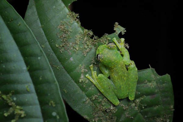 Cascade Glass Frog (Sachatamia albomaculata) 