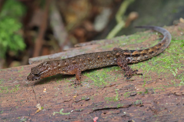 Leaf-litter Gecko (Lepidoblepharis xanthostigma) 