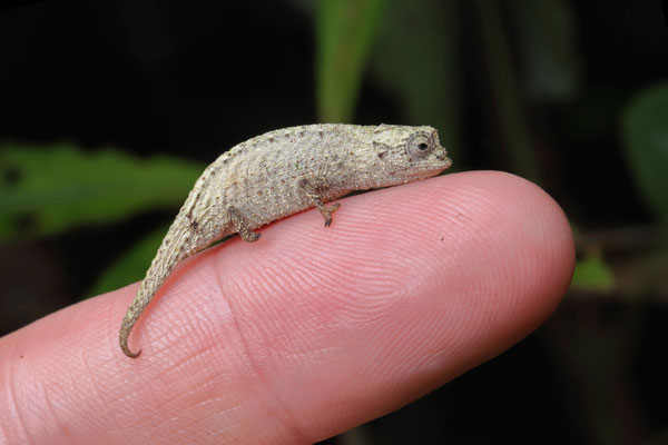 Ankanin'ny Nofy Leaf Chameleon (Brookesia nofy) is one of the smallest reptiles in the world. 