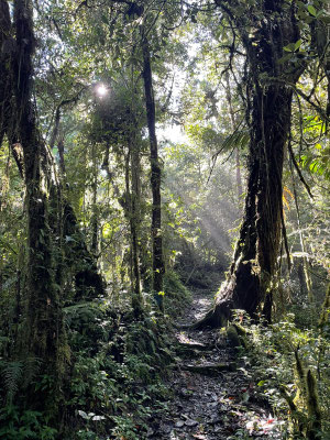 Even when the sun is out, the dense canopy filters most of the light.