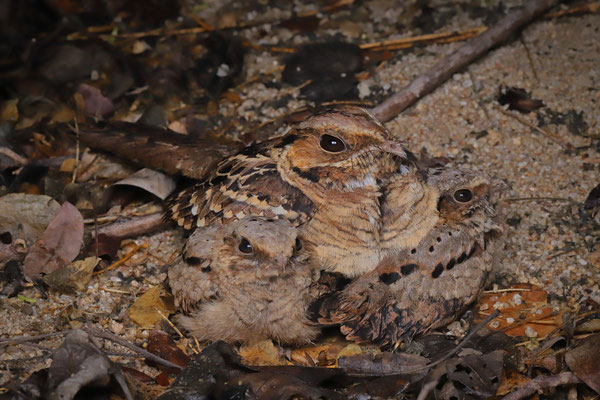 During our time at the coast we could really see the chicks of this Pauraque (Nyctidromus albicollis) grow up.