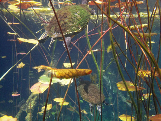 Meso-American Sliders (Trachemys venusta)