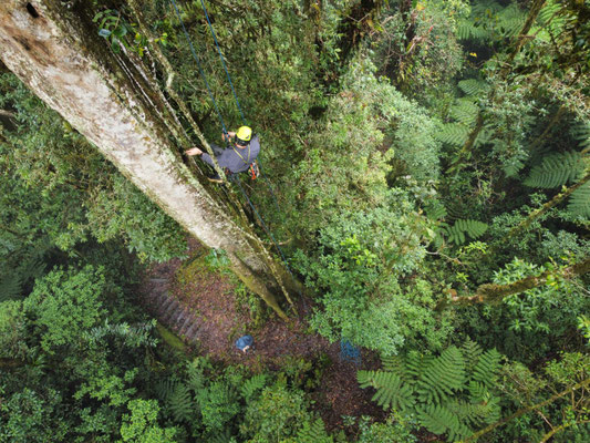 Ollie at work, 20 meters above the forest floor. © Wouter Beukema