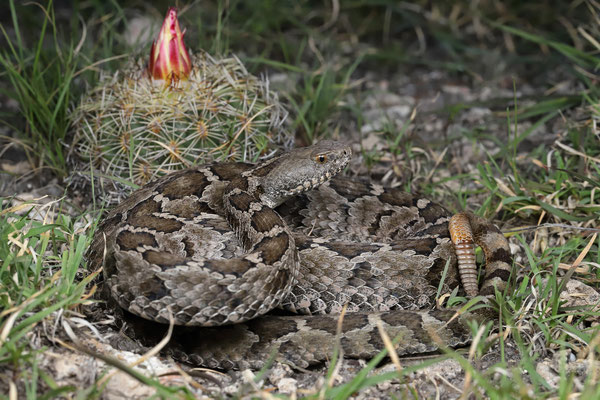 Mexican Pygmy Rattlesnake (Crotalus ravus)