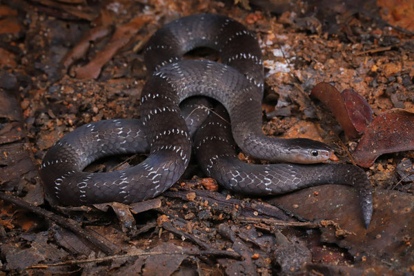 Usambara Garter Snake (Elapsoidea nigra)