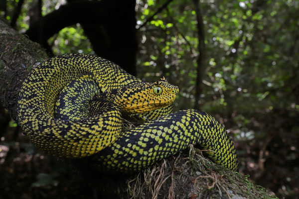 Matilda's Horned Viper (Atheris matildae) 
