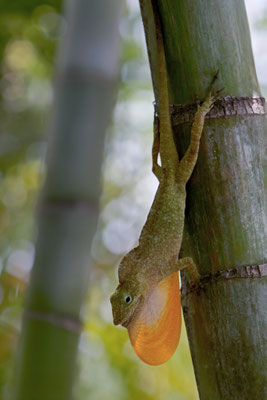 Oaxacan Giant Canopy Anole (Anolis macrinii)