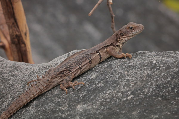 We saw multiple individuals of Oaxacan Spiny-tailed Iguana (Ctenosaura oaxacana) in this colony.