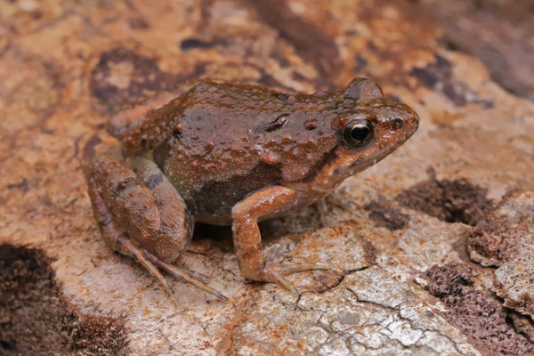 Kenya Puddle Frog (Phrynobatrachus keniensis)