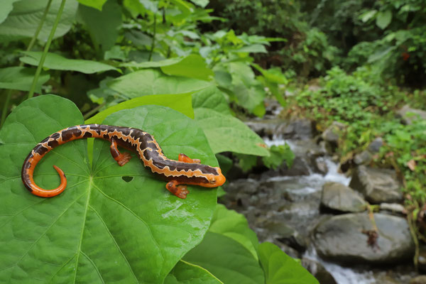 Yellowbelly Mushroomtongue Salamander (Bolitoglossa flaviventris) male in habitat.