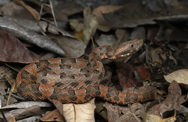 Yucatan Hognosed Pitviper(Porthidium yucatanicum)