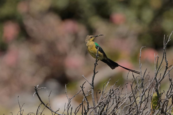 Malachite Sunbird (Nectarinia famosa)
