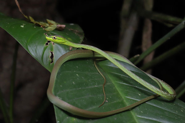 Short-nosed Vine Snake (Oxybelis brevirostris) 