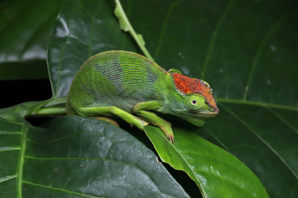 Mulanje Chameleon (Nadzikambia mlanjensis) 