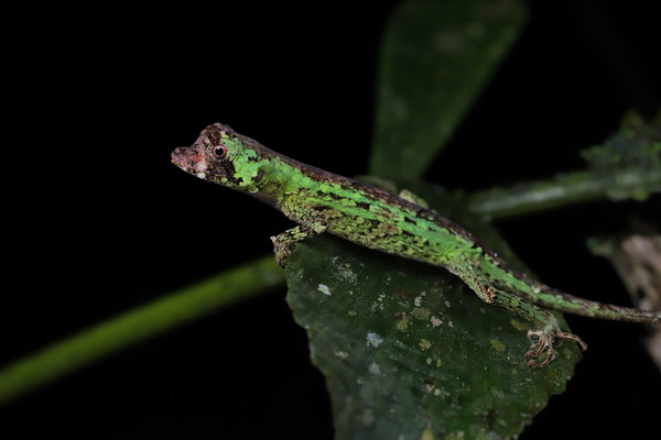 Pug-nosed Anole (Anolis capito) 