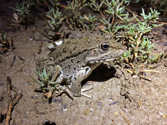 Levant Water Frog (Pelophylax bedriagae)