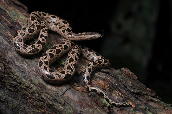 Southern Bromeliad Boa (Ungaliophis panamensis)