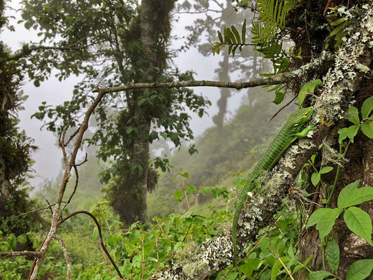 Smith's Arboreal Alligator Lizard (Abronia smithi) in habitat.