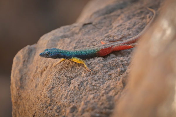 Augrabies Flat Lizard (Platysaurus broadleyi)
