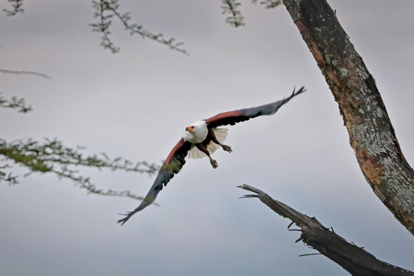 African fish eagle (Icthyophaga vocifer)