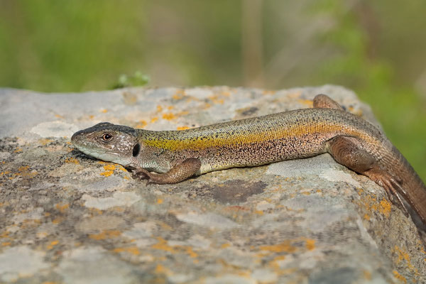 Cycladian Green Lizard (Lacerta citrovittata) female