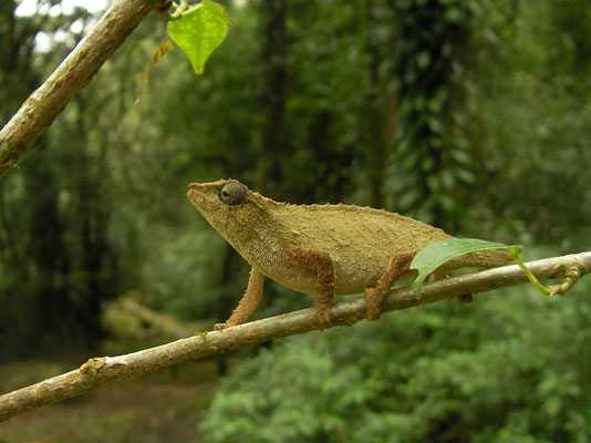 Mulanje Pygmy Chameleon (Rhampholeon platyceps) 