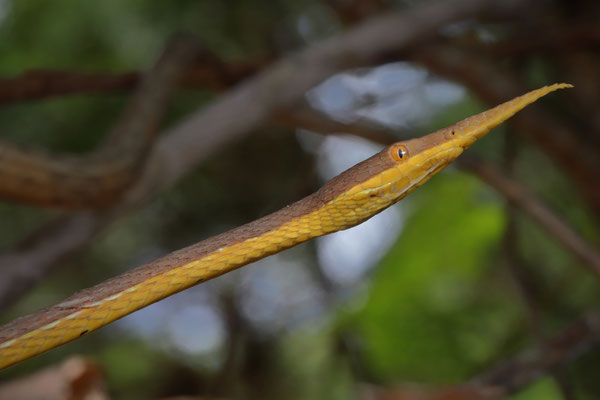 Malagasy Leaf-nosed Snake (Langaha madagascariensis) 