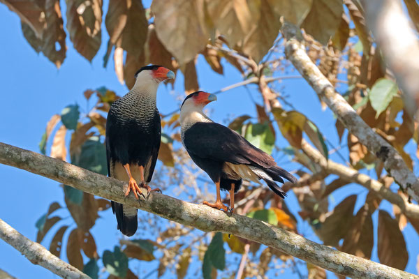 Crested Caracara (Caracara plancus)