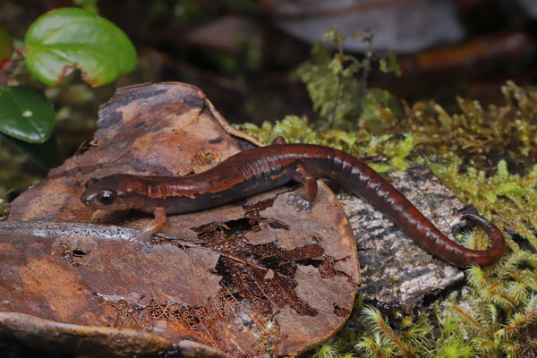Tico Webfoot Salamander (Bolitoglossa tica)