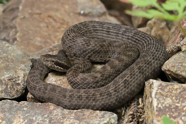 Halys Pit Viper (Gloydius halys)