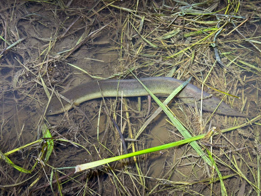 Marbled Lungfish (Protopterus aethiopicus)