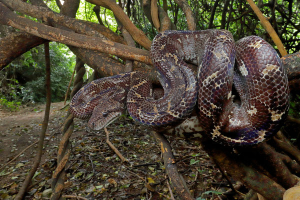 Western Madagascar Tree Boa (Sanzinia volontany)