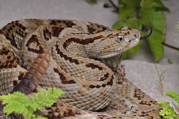 Yucatán Neotropical Rattlesnake (Crotalus tzabcan)