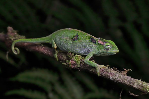 Poroto Single-horned Chameleon (Kinyongia vanheygeni) female