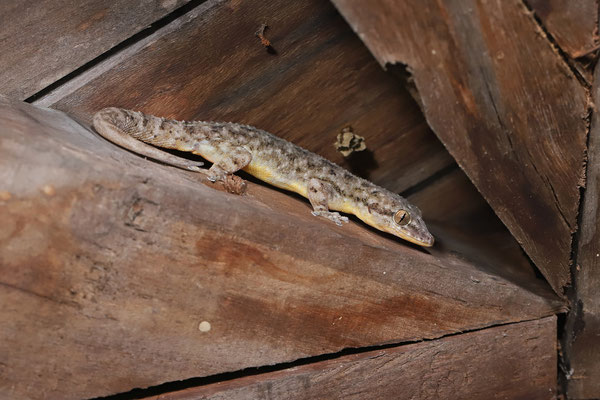 Yellowbelly Leaf-toed Gecko (Phyllodactylus tuberculosus)