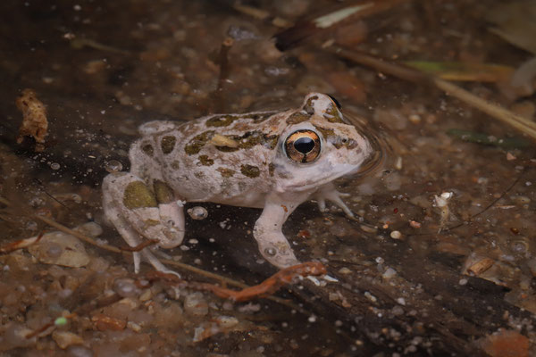 Tandy's Sand Frog (Tomopterna tandyi)