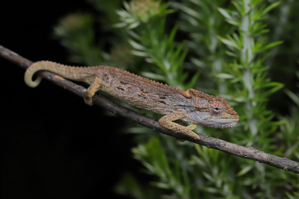 Swartberg Dwarf Chameleon (Bradypodion atromontanum)