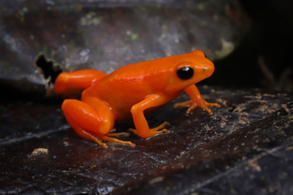 Golden Mantella (Mantella aurantiaca) 
