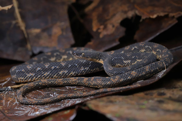 Rough Coffee Snake (Nothopsis rugosus)